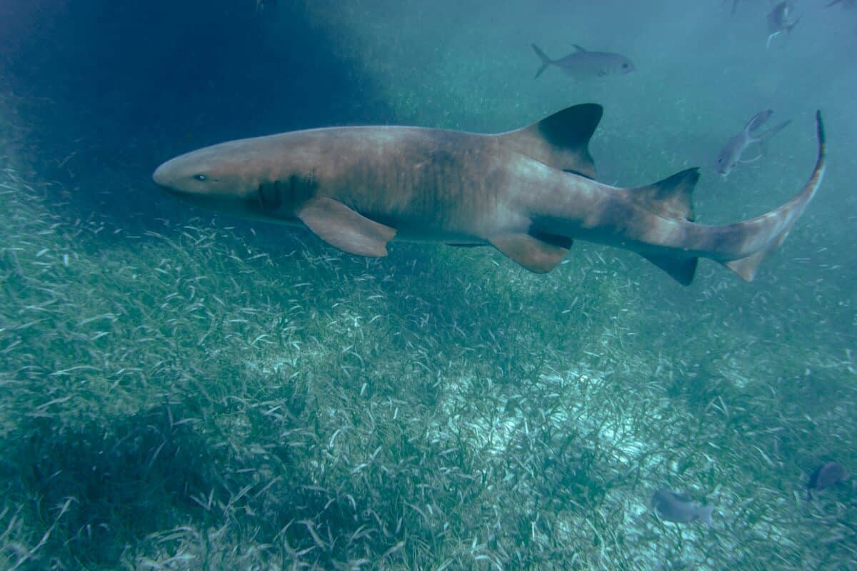 requin nourrice