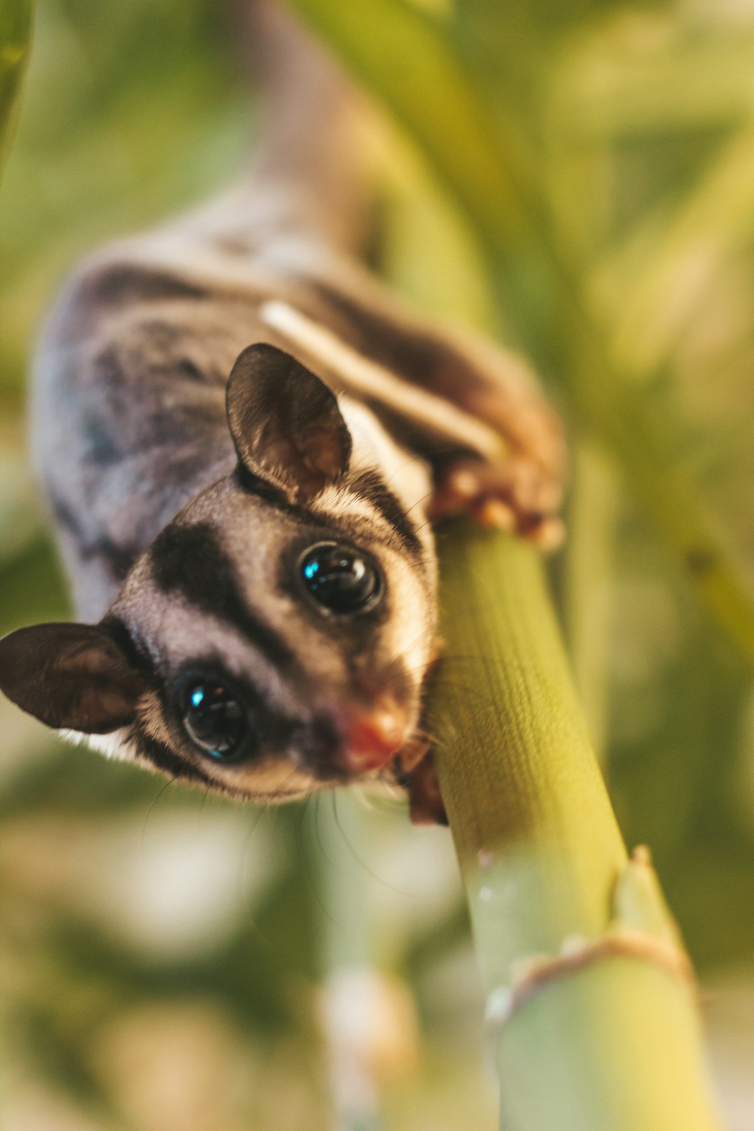 10. Sugar Gliders (crédits image : unsplash)