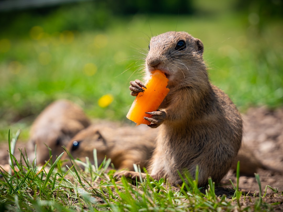 12. Capybaras (crédits image : unsplash)