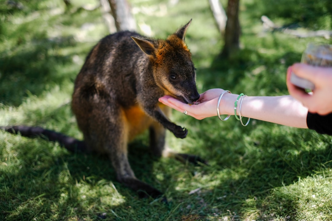 9. Wallabies (crédits image : unsplash)