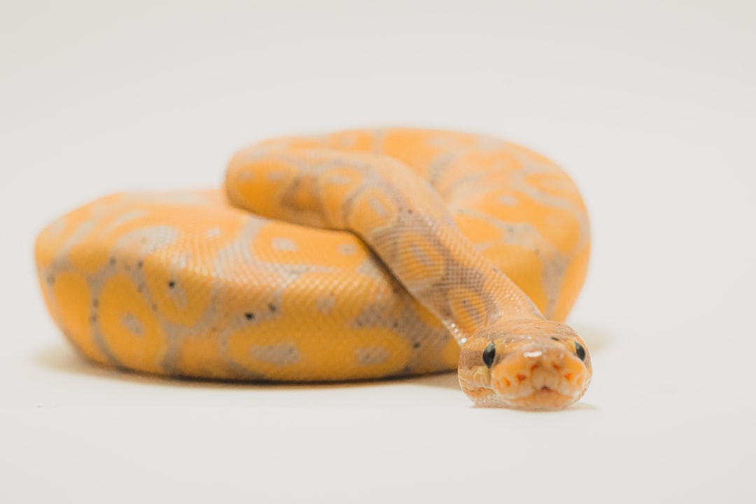 1. Ball Pythons (crédits image : unsplash)