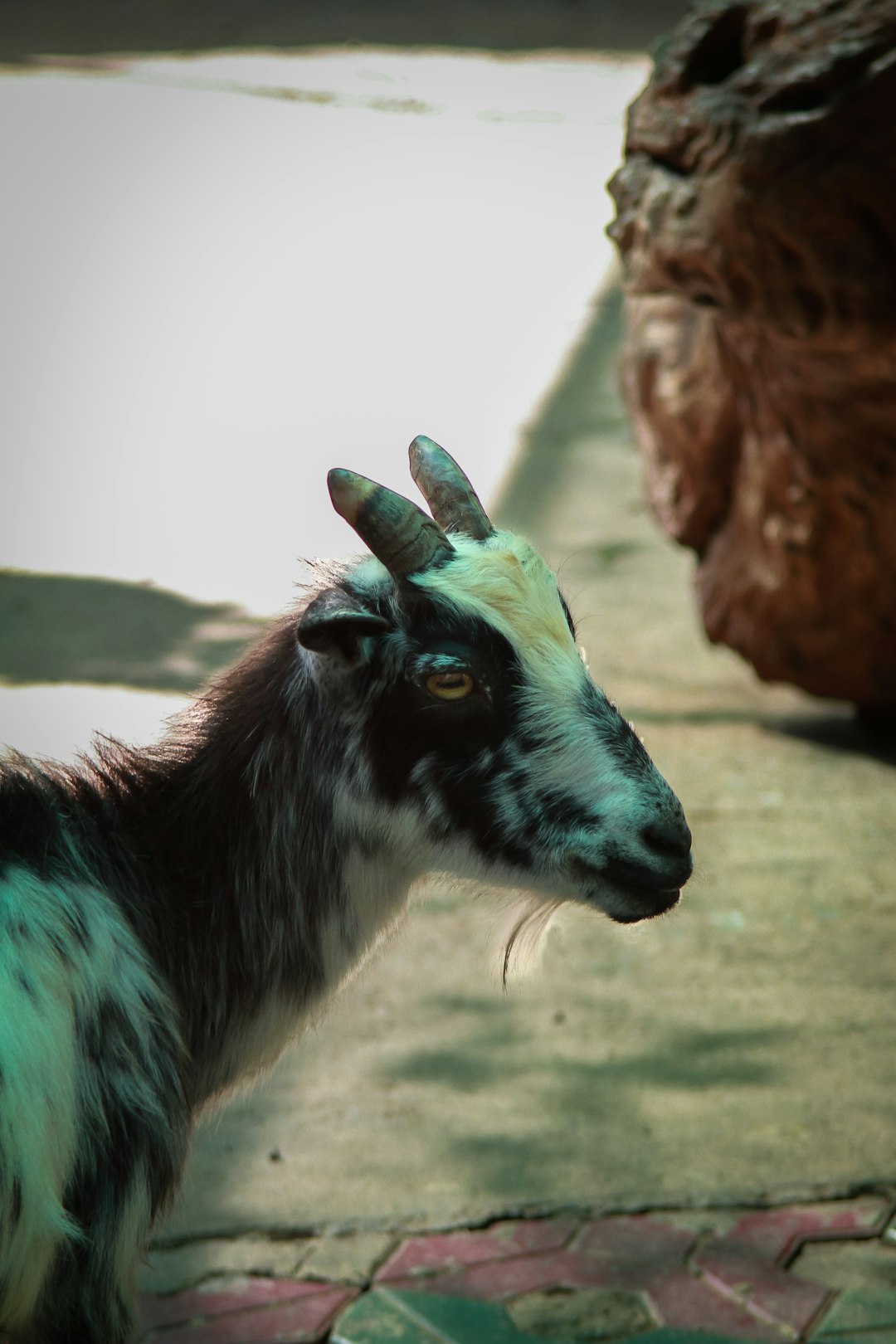 2. Chèvres pygmées (crédits image : unsplash)