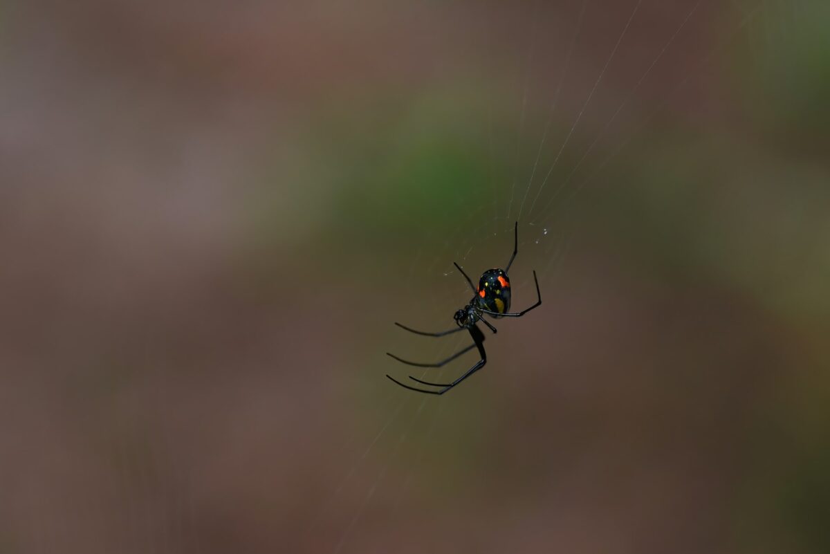morsure de veuve noire