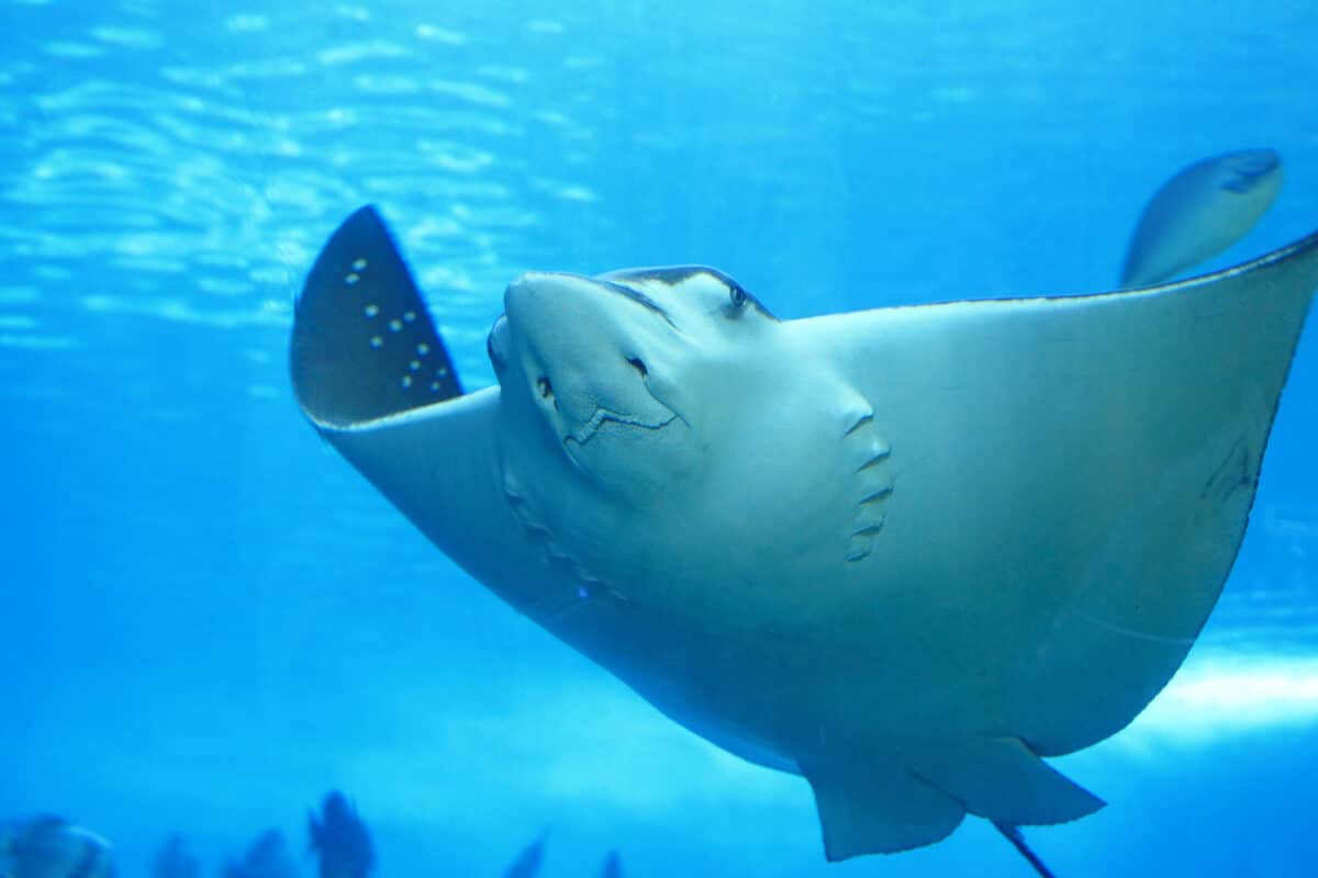 Orca Tail gifle une raie pastenague pour s'amuser