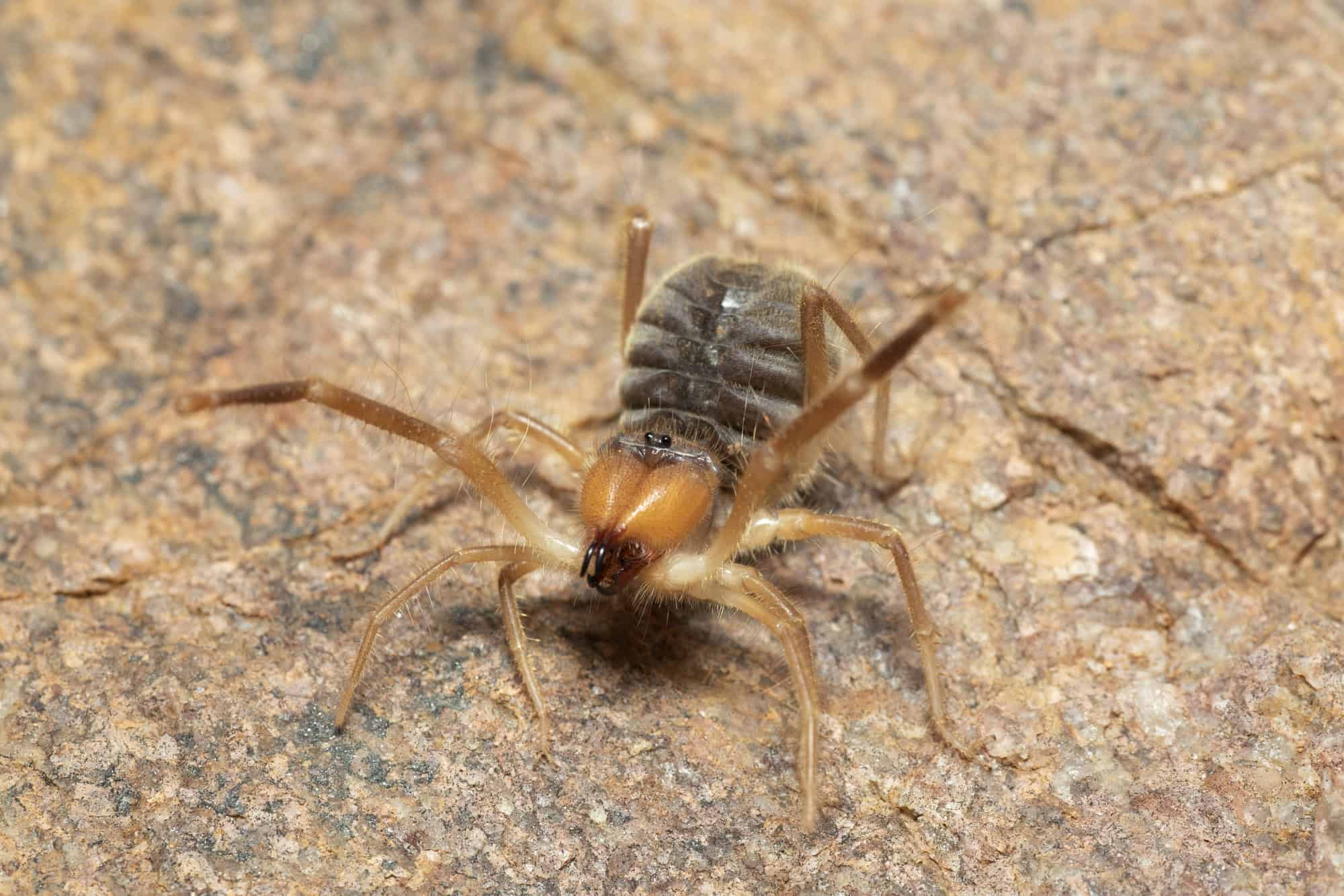 Solifuge ou araignée chameau