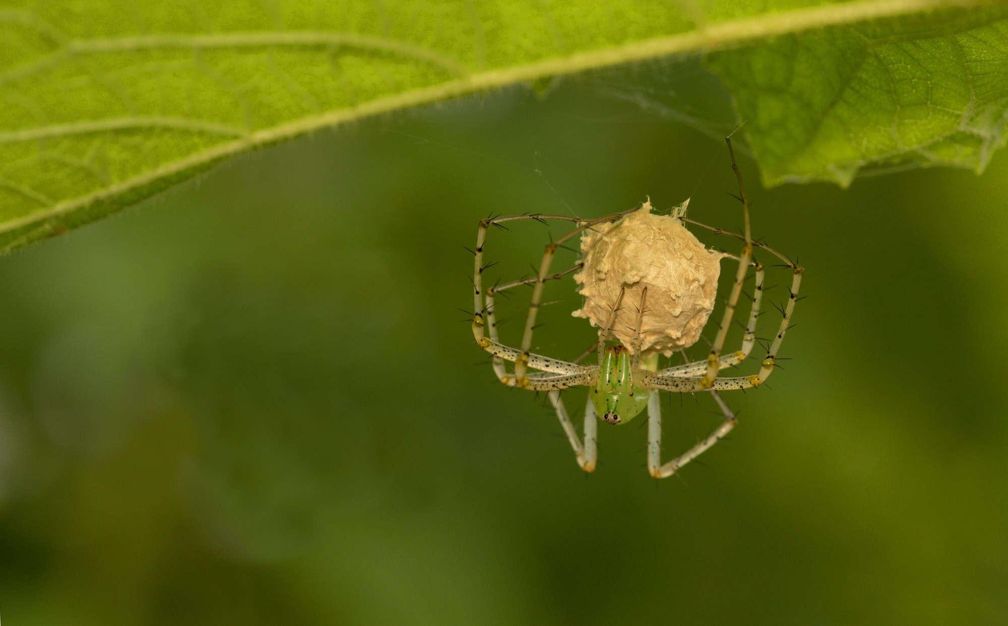 Araignée Lynx verte
