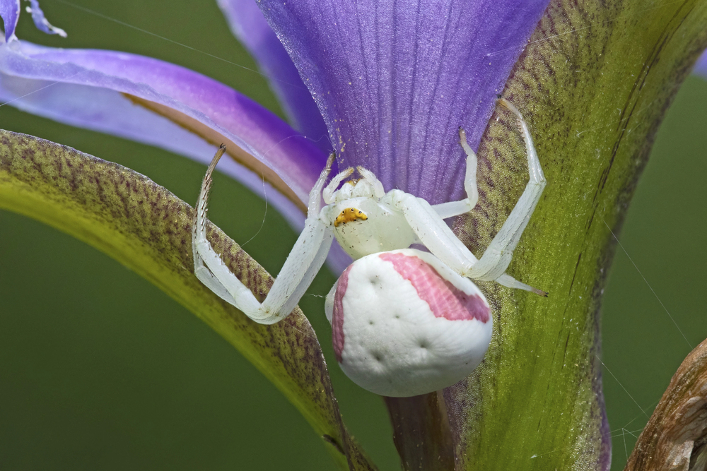 Araignée crabe femelle assise sur l'iris drapeau bleu.