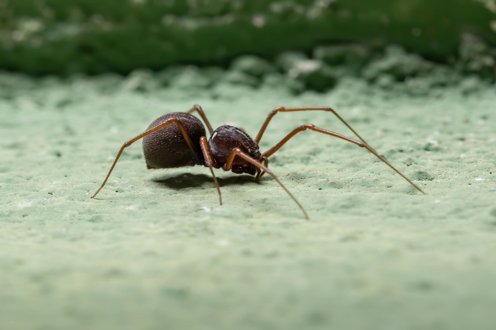 Araignée cracheuse brésilienne