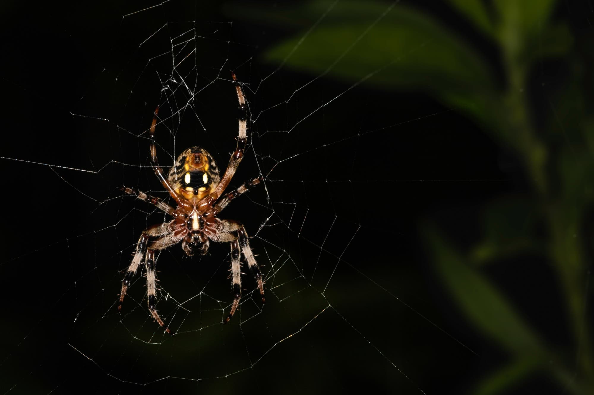 Araignée de sillon