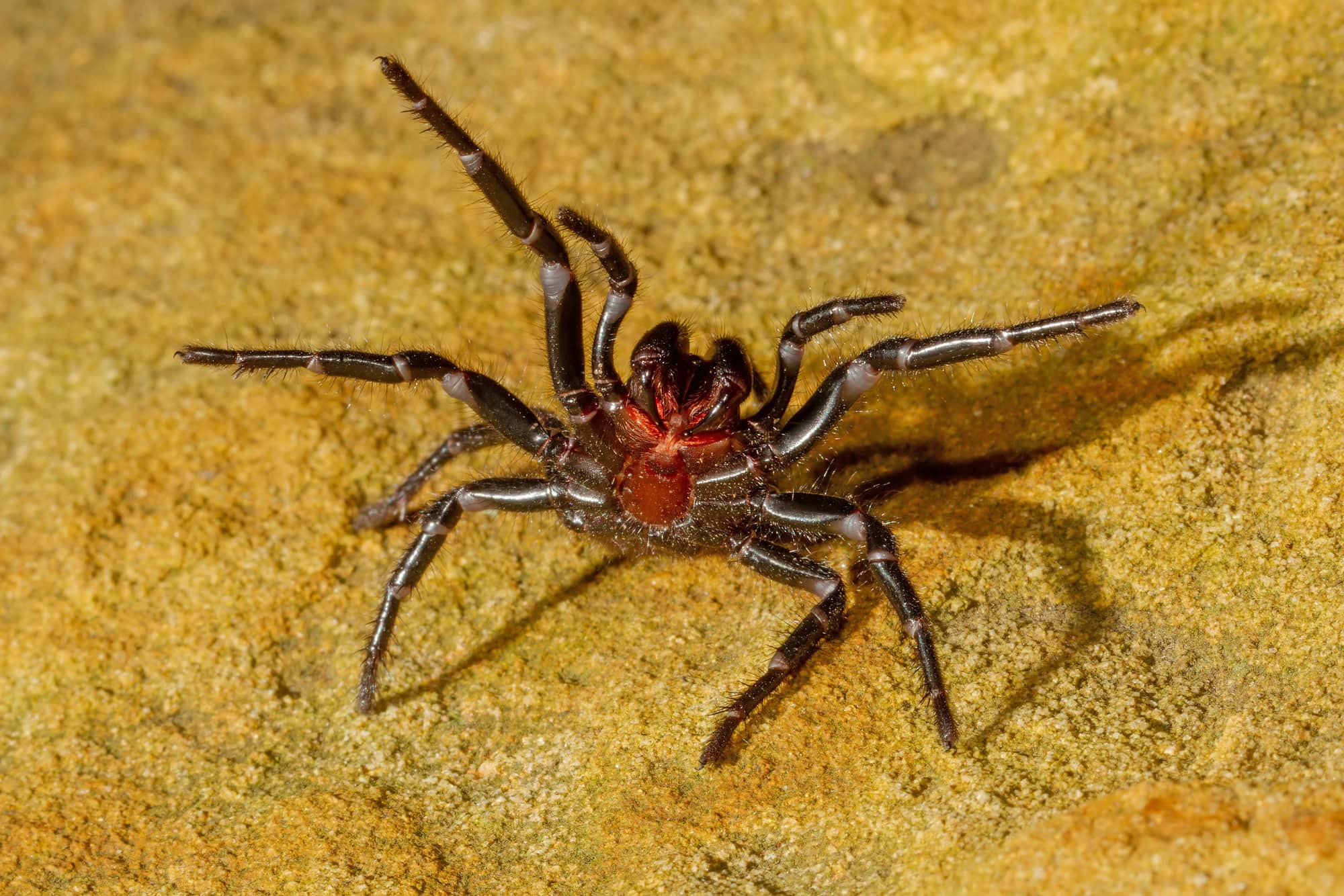 Araignée en forme d'entonnoir