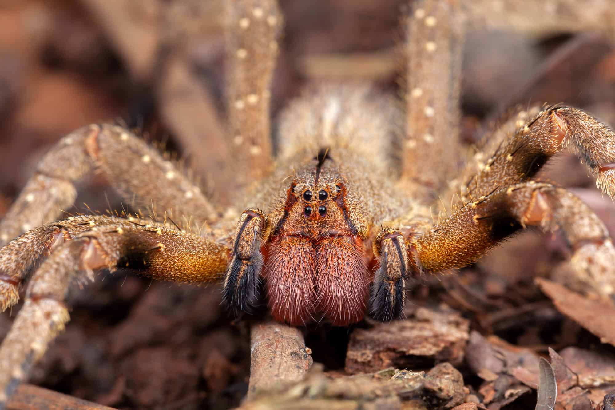 Araignée errante brésilienne Phoneutria nigriventer