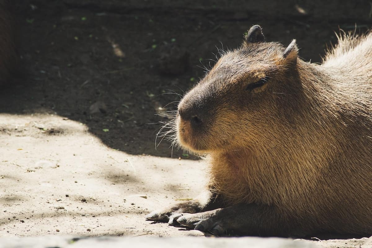 Capybara
