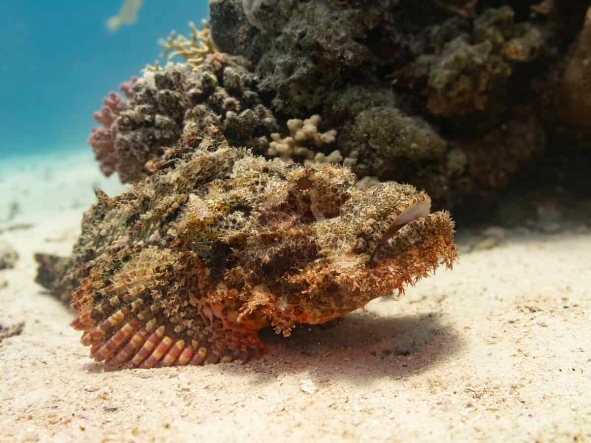 poisson-pierre, poisson-scorpion, poisson, camouflage, plongée, marin, sous-marin