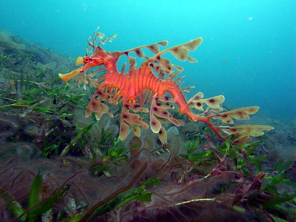 Dragon de mer feuillu-Phycodurus eques