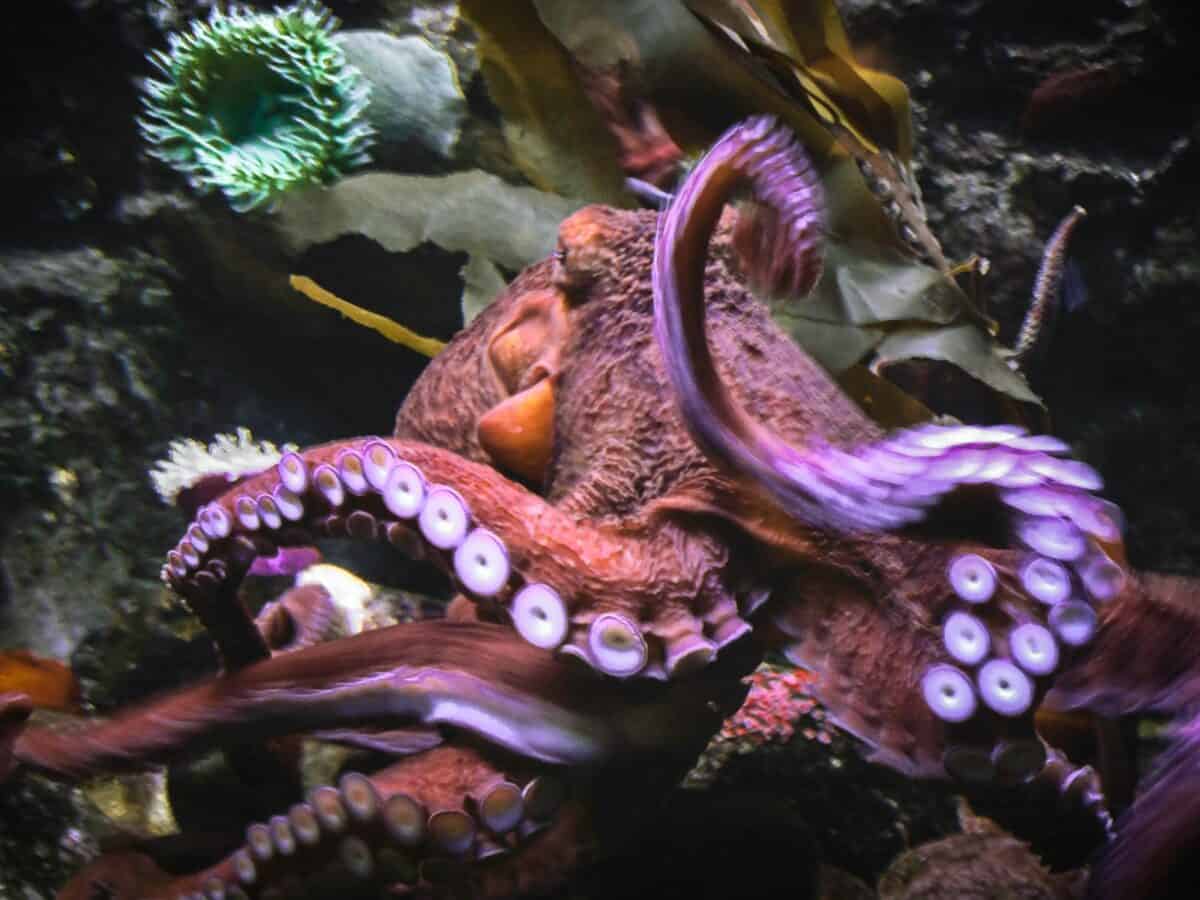poisson dragon violet et marron