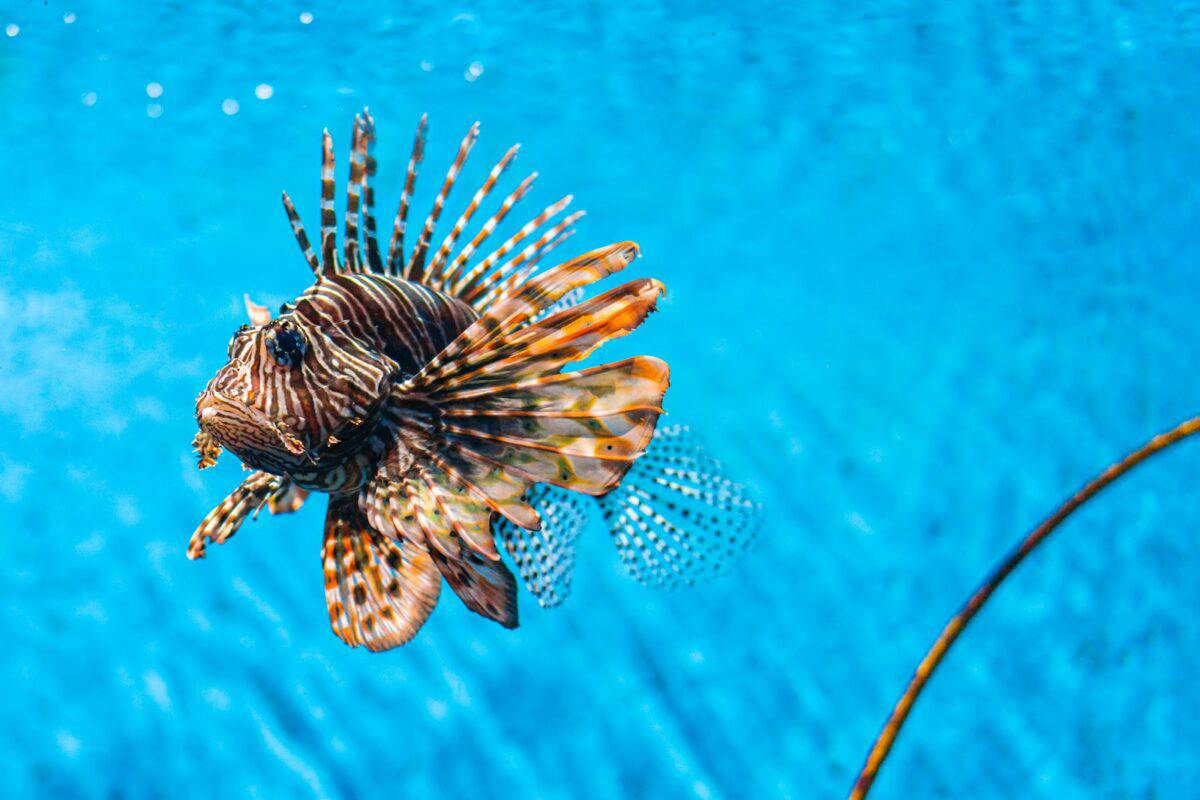 poisson brun sous l'eau