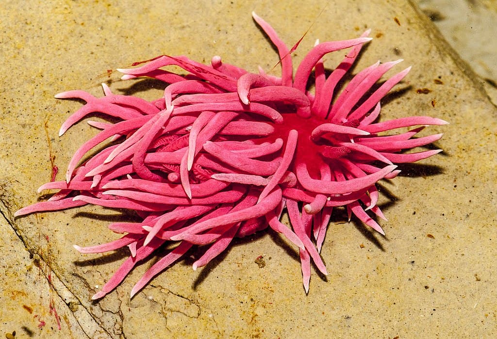 Nudibranche