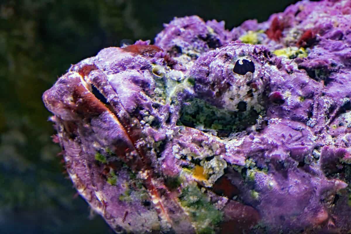un gros plan d'un rocher violet avec d'autres rochers en arrière-plan