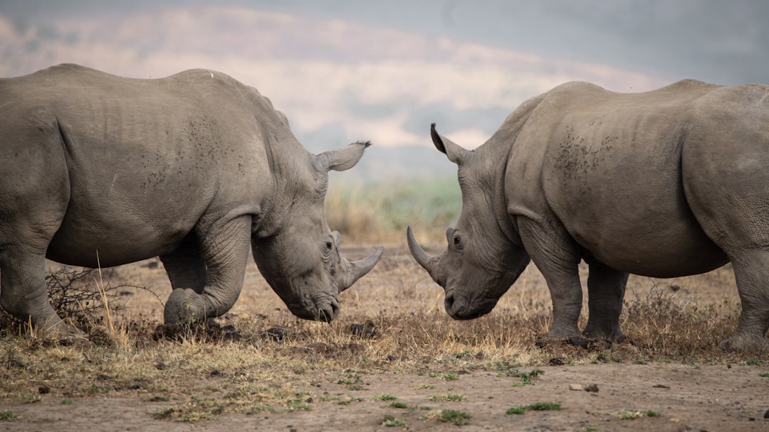 9 L'accent est mis sur l'éducation et la conservation (crédits image : unsplash)