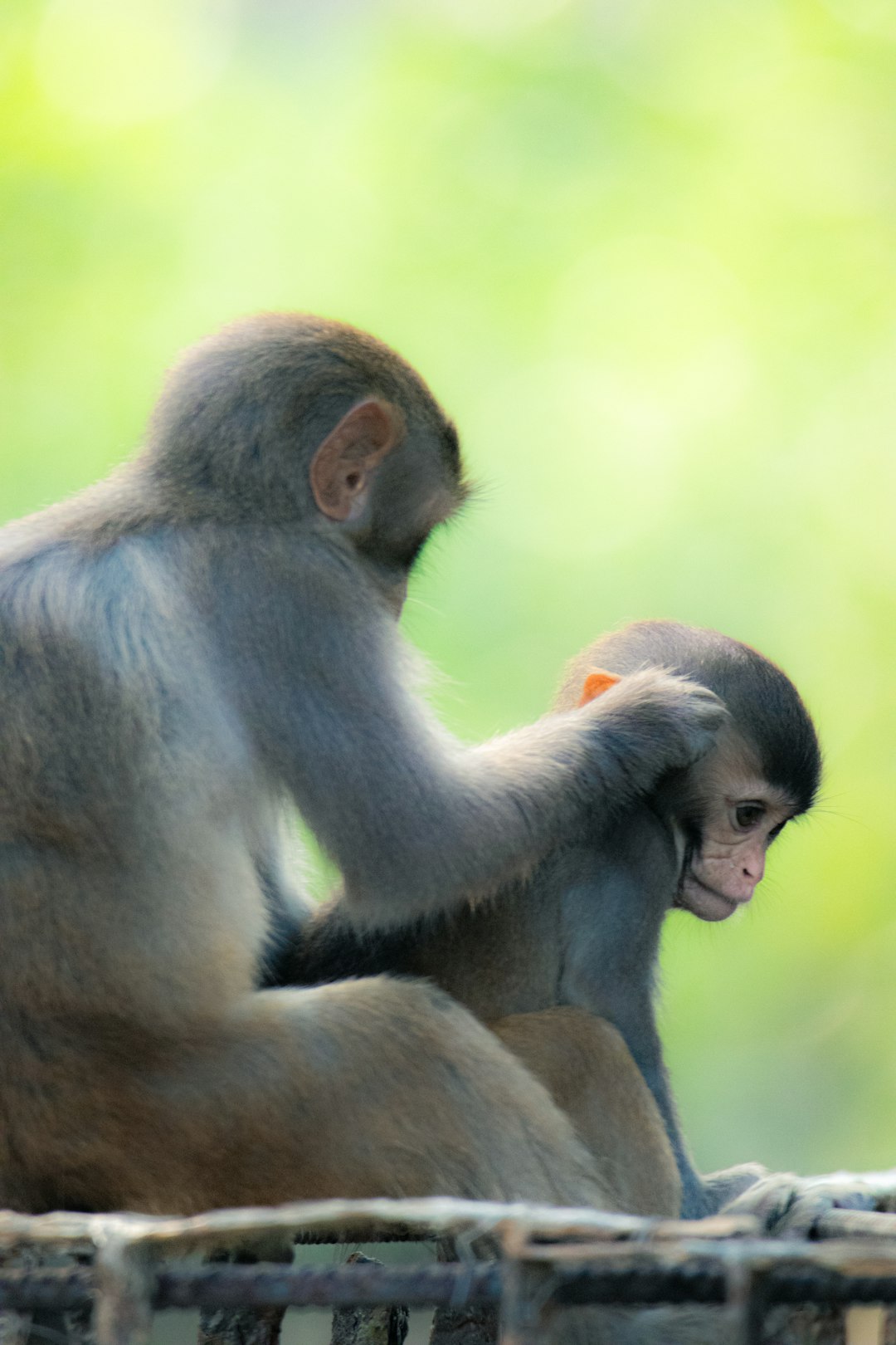 8 animaux présentent des comportements naturels (crédits image : unsplash)