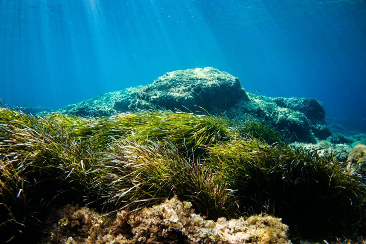 récif de corail vert et marron