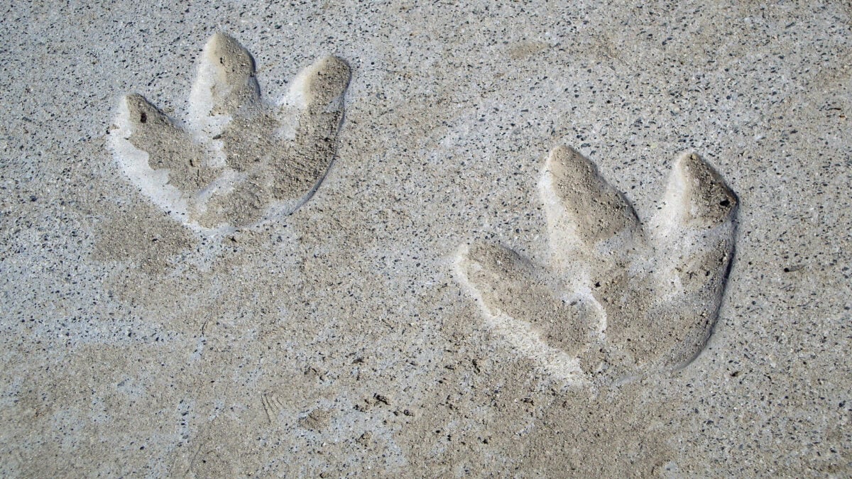 Des traces de dinosaures dans le ciment.