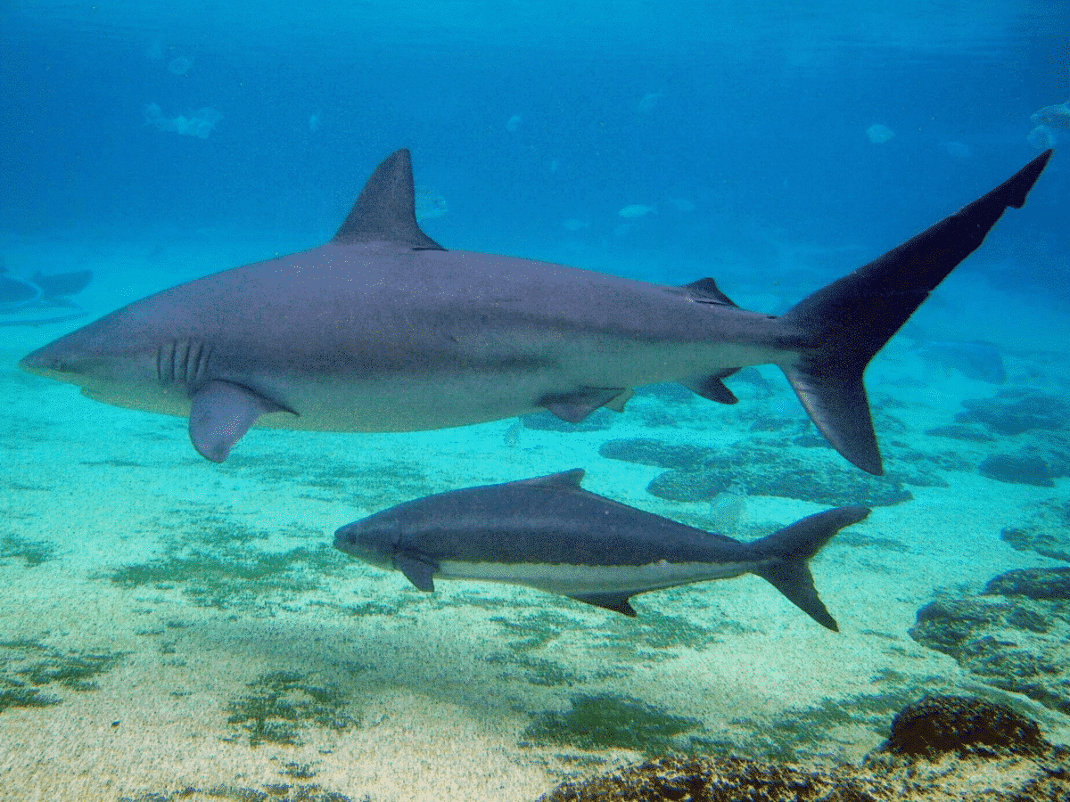 Image d'un requin sombre et de son bébé