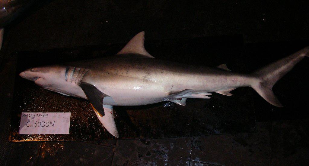 requin à dents fines