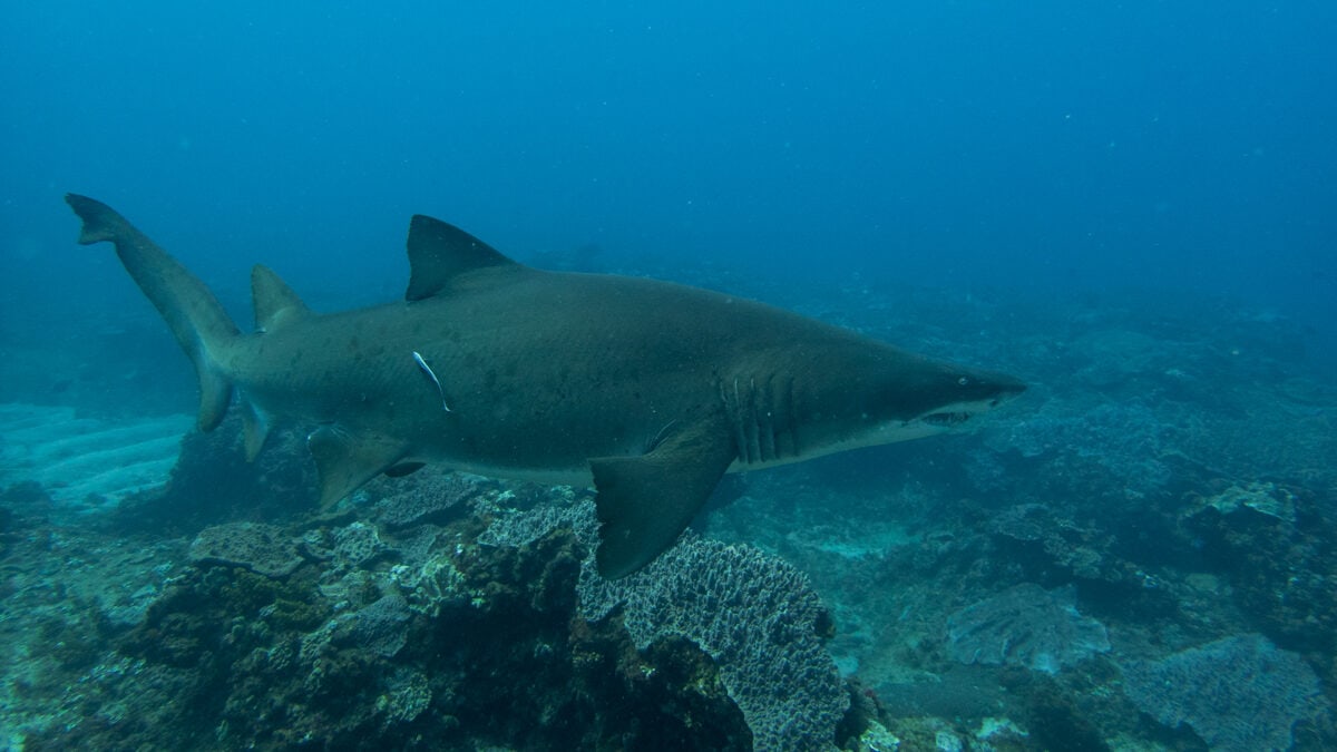 Requin à dents déchiquetées, Baie de Sodwana, Afrique du Sud. Image de Tara Panton