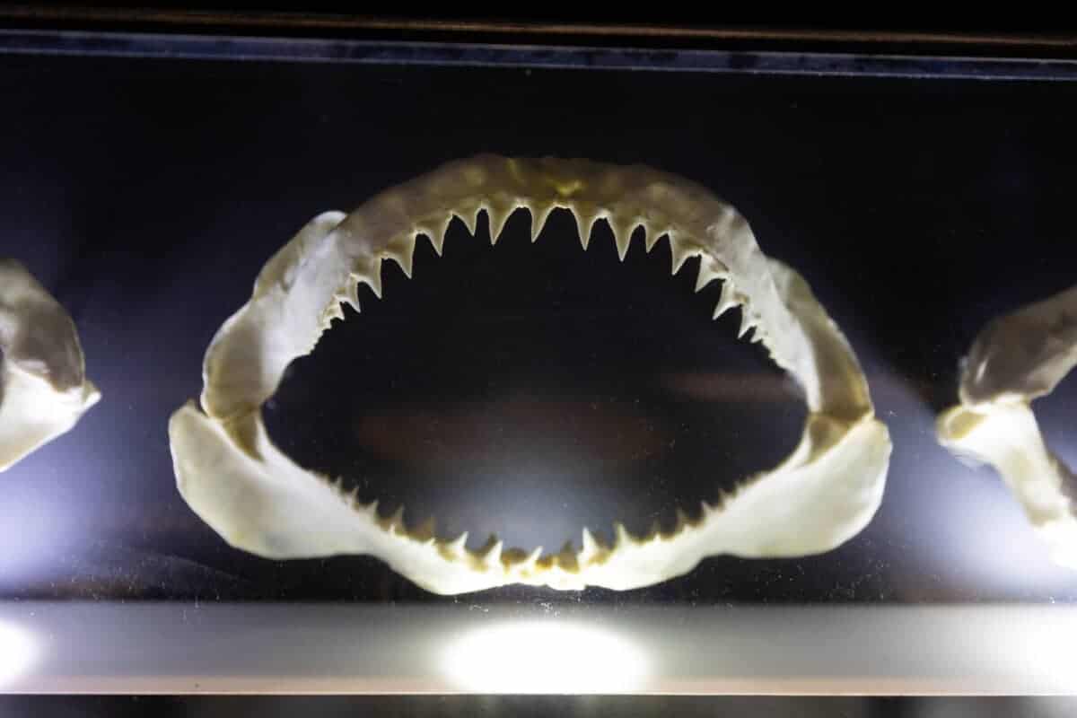 dents de requin