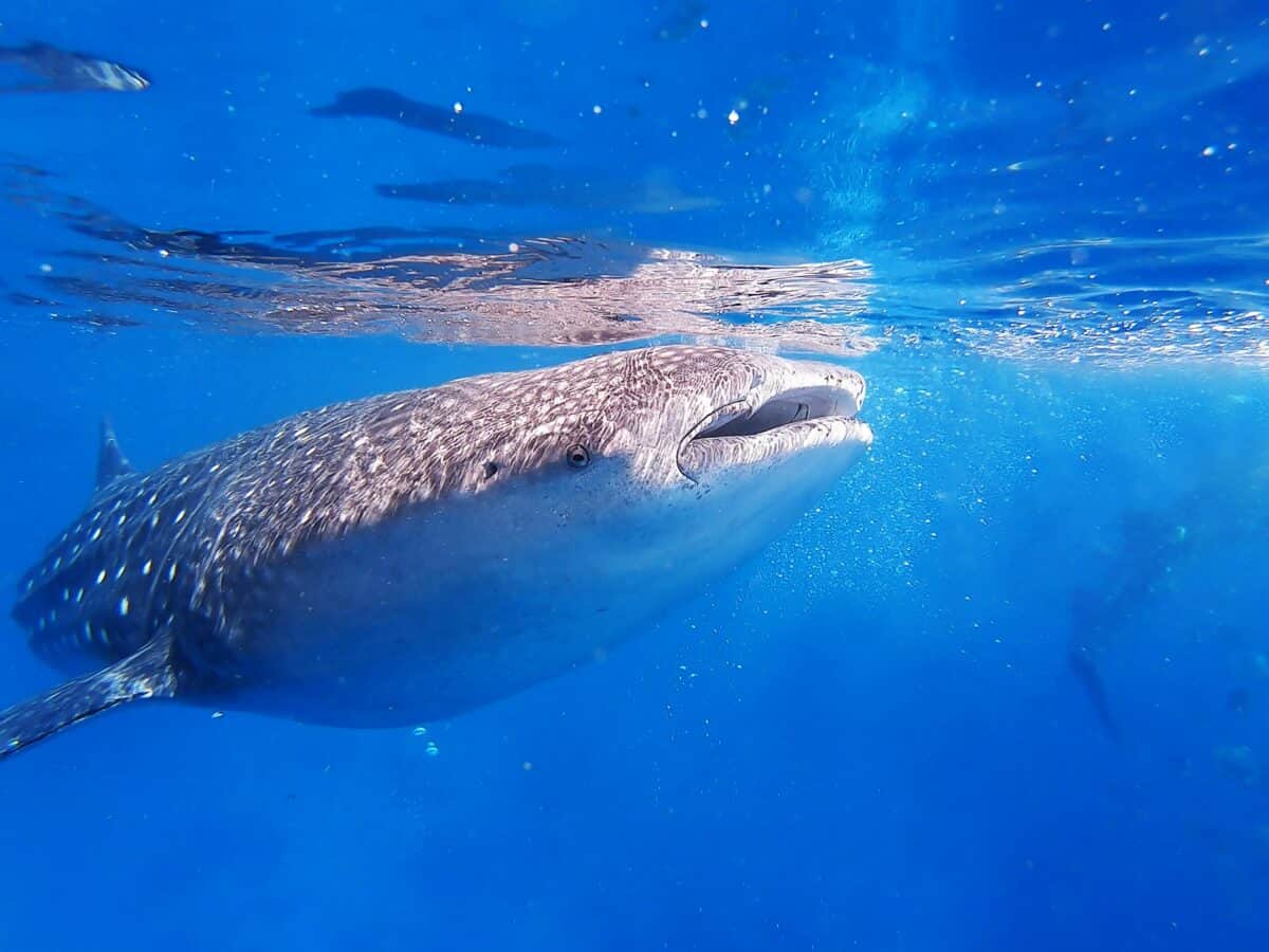 requin baleine