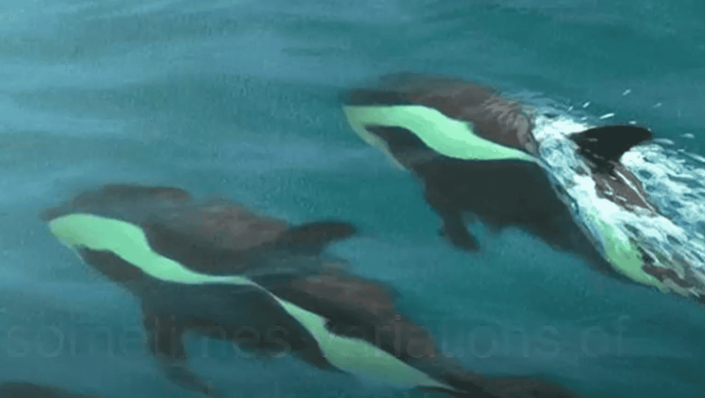 Dauphins sablier sous l’eau.