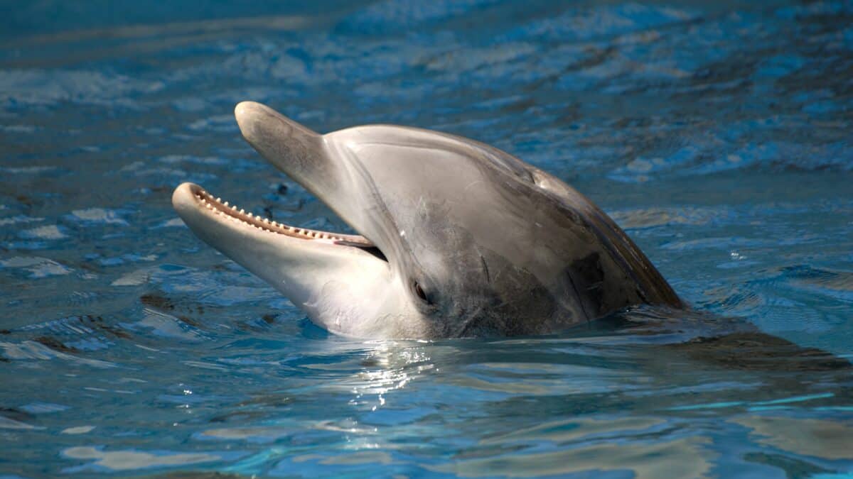 dauphin commun
