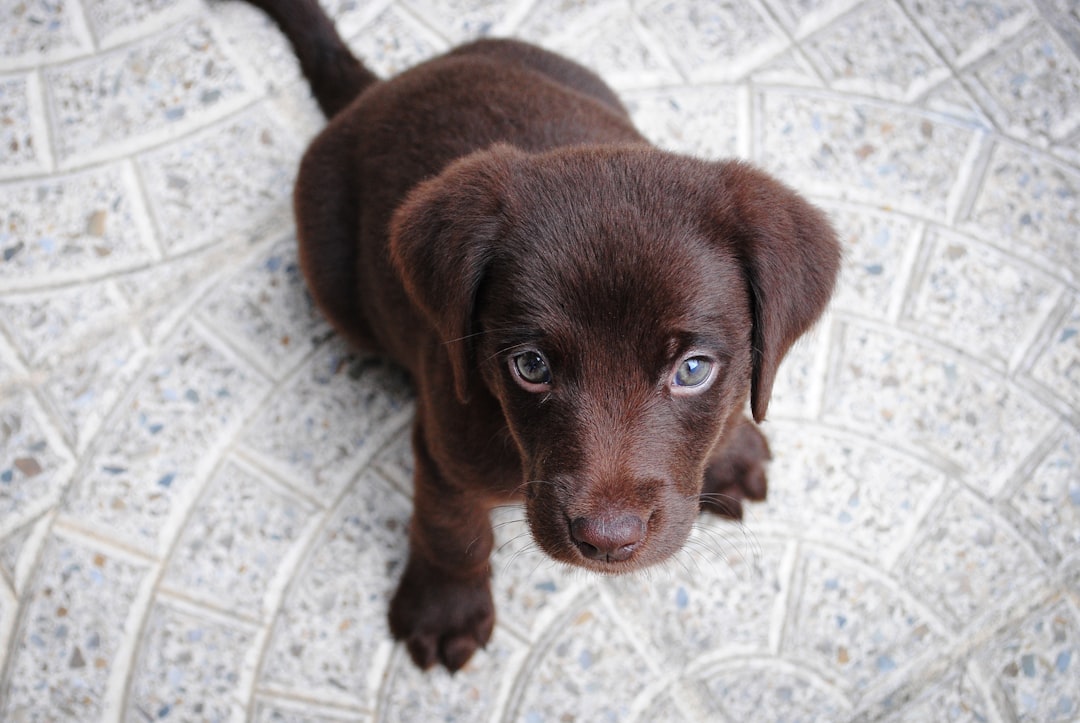 11. Chocolat (crédits image : unsplash)