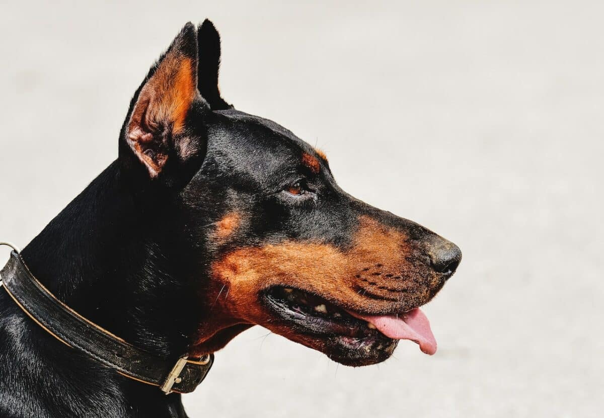 Airedale Terrier contre Doberman Pinscher