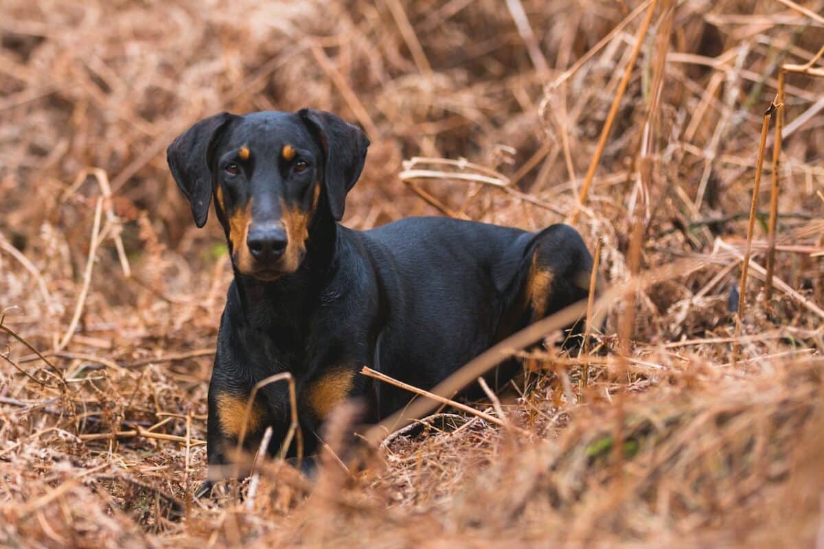 Dobermann Pinscher