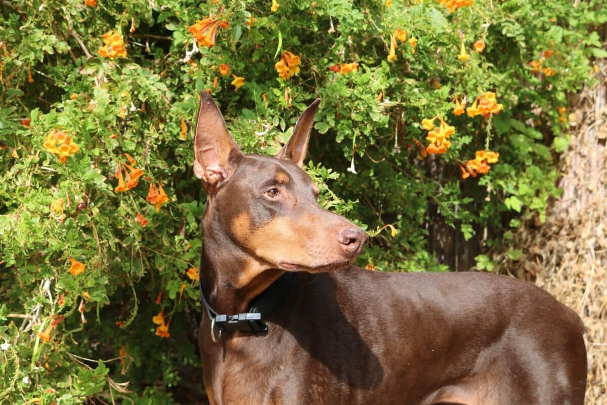 Dobermann Pinscher