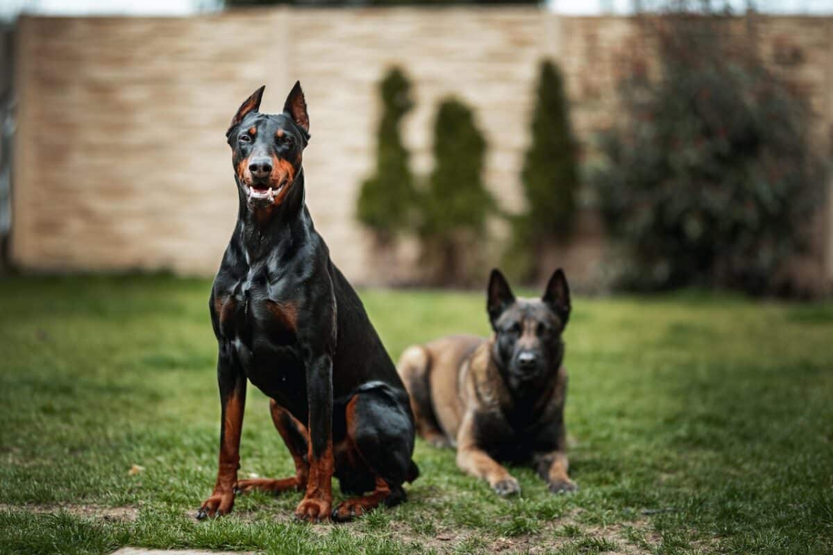 Dobermann Pinscher