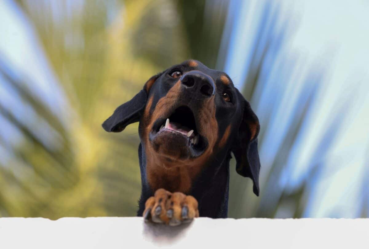 Dobermann Pinscher