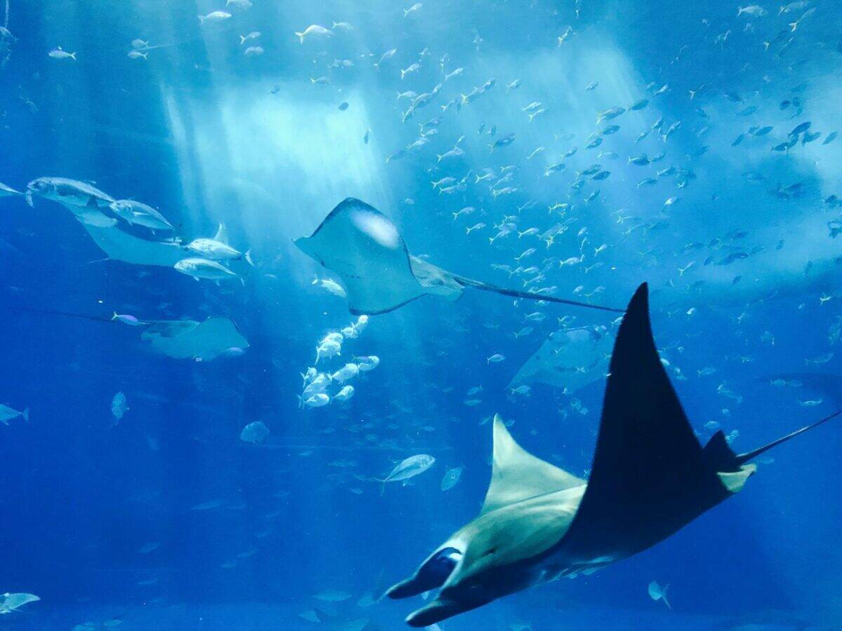 Superbe image sous-marine montrant des raies pastenagues glissant gracieusement au milieu d'un banc de poissons, illuminés par les rayons du soleil.