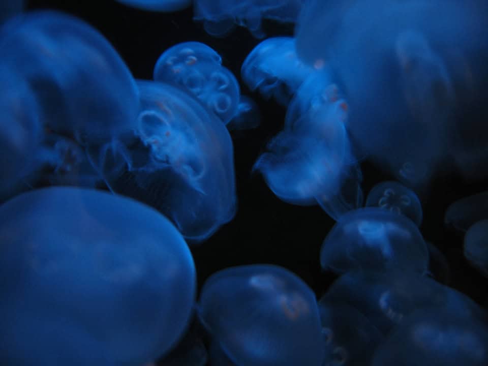 Le rôle des méduses dans l'écosystème marin