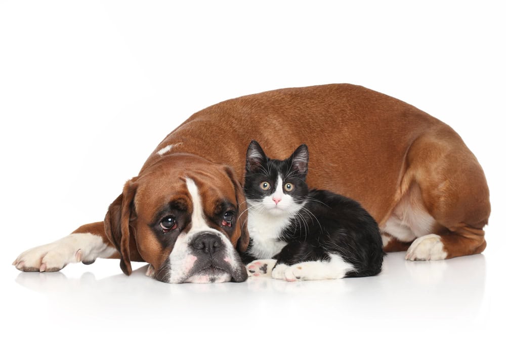 Chien Boxer couché avec un chat. 