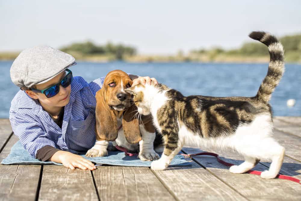 Le petit garçon est assis au bord de la rivière avec son chien et son chat.