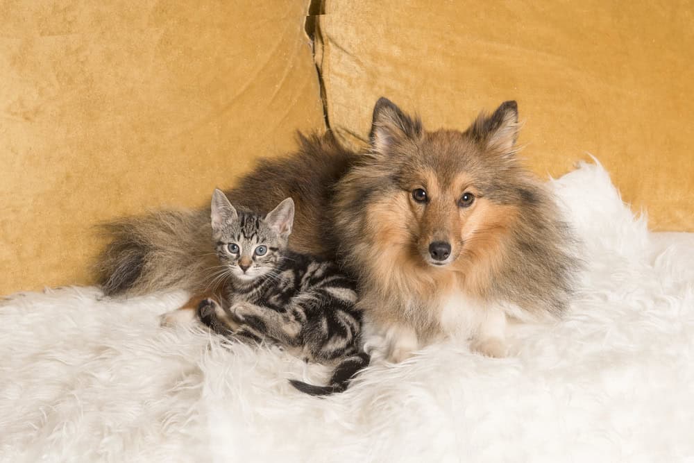 Berger Shetland adulte allongé sur un canapé avec un chat. 