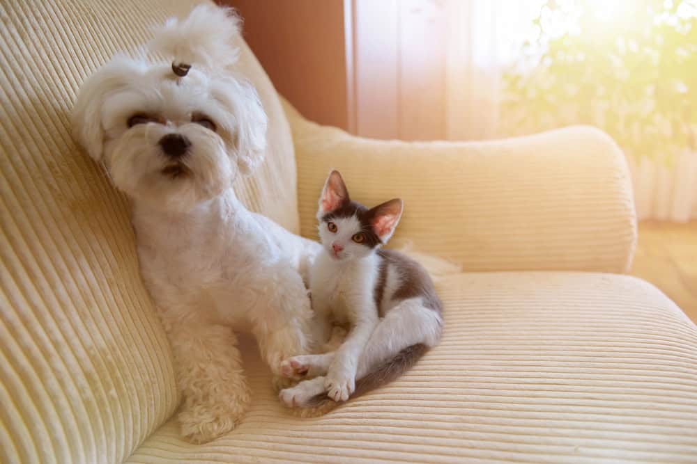 Petit chien maltais et un petit chaton sur un canapé à la maison. 
