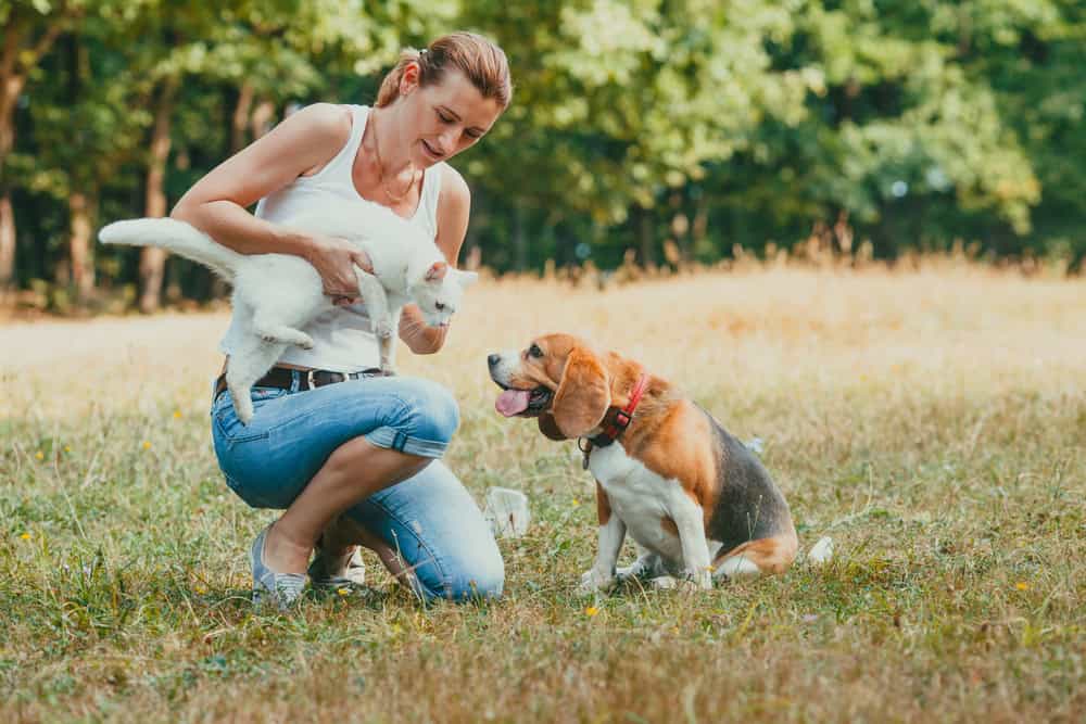 Femme présentant son chat à un chien beagle 
