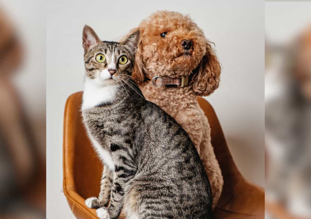 Chien caniche avec chat assis sur une chaise. 