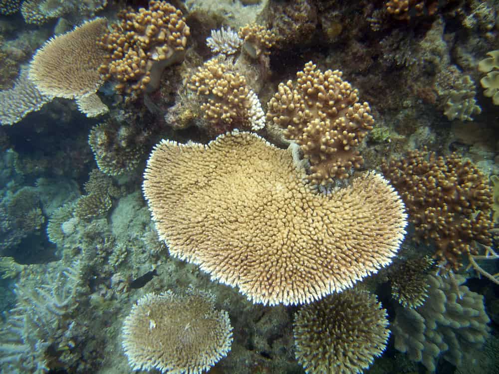 Coraux durs de la Grande Barrière de Corail