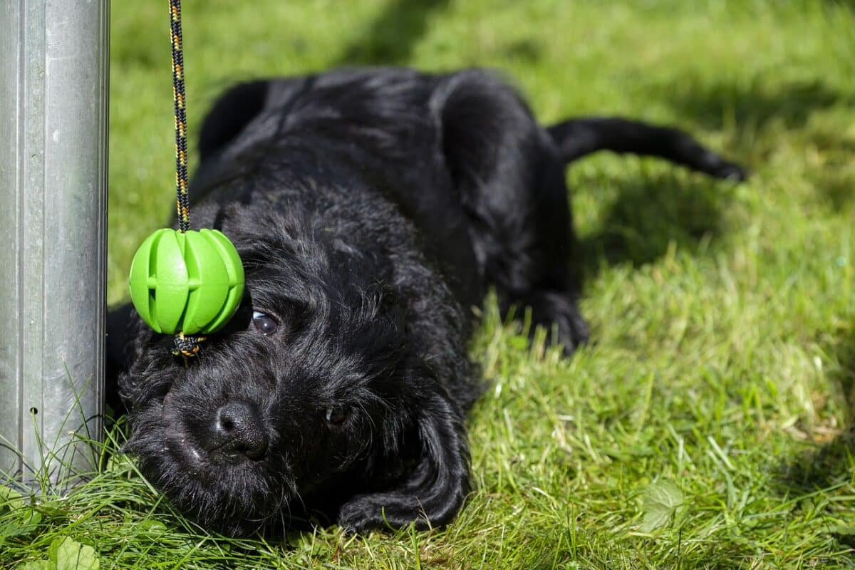 mini-labradoodle