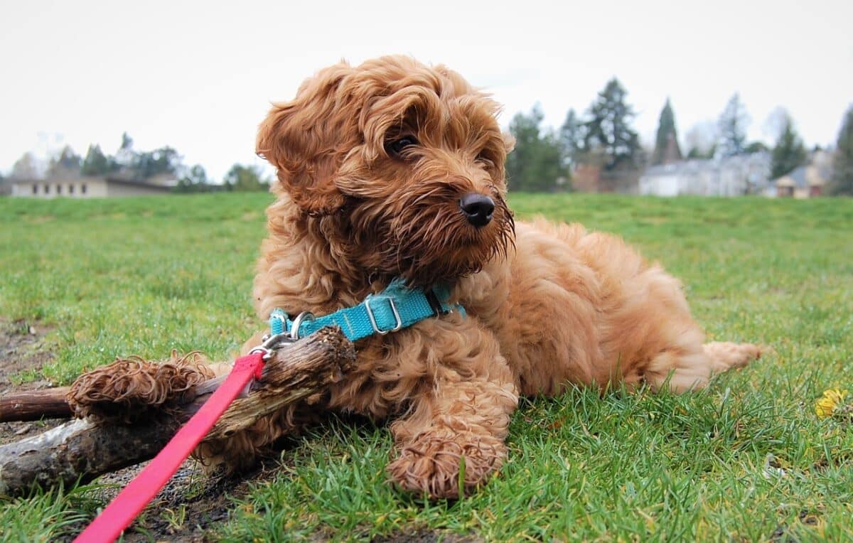 mini-labradoodle